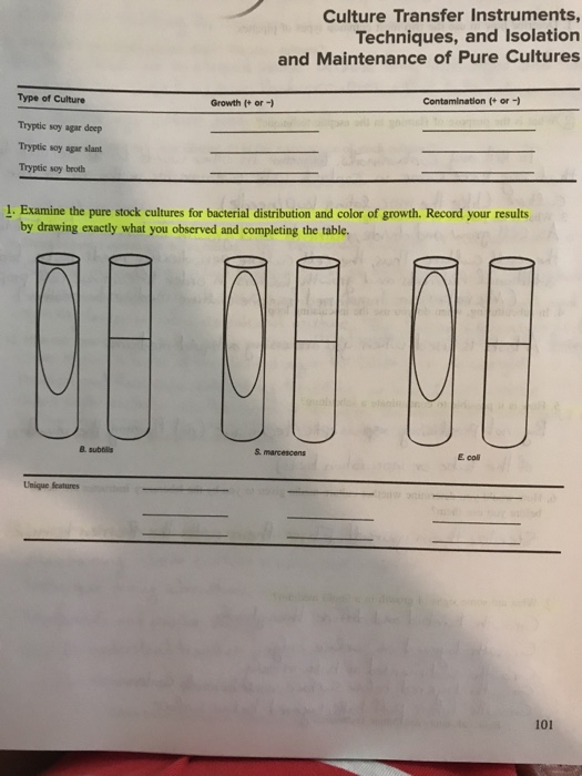 Solved Examine The Pure Stock Cultures For Bacterial