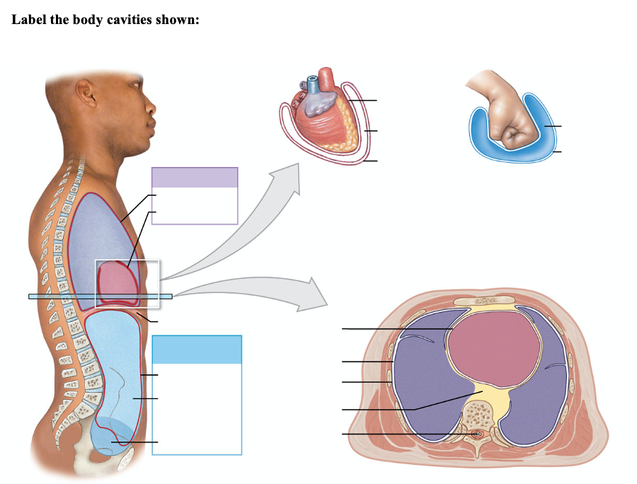 Solved Label the body cavities shown: HIR DIE EIB GABOB இBus | Chegg.com