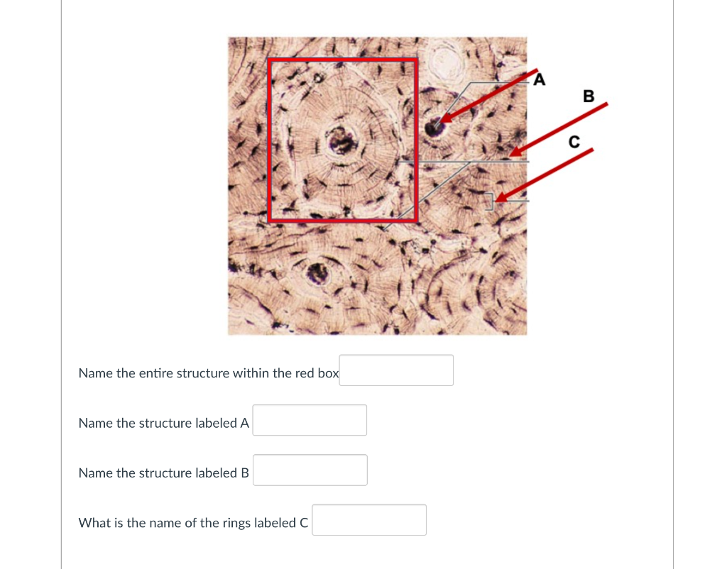 Solved Name the entire structure within the red box Name the