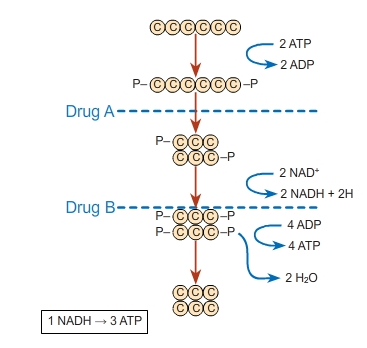 Solved Drugs A and B inhibit glycolysis at the places | Chegg.com