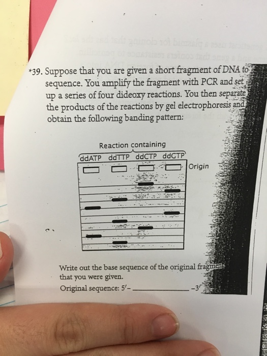 Solved Suppose that you are given a short fragment ofDNA to | Chegg.com