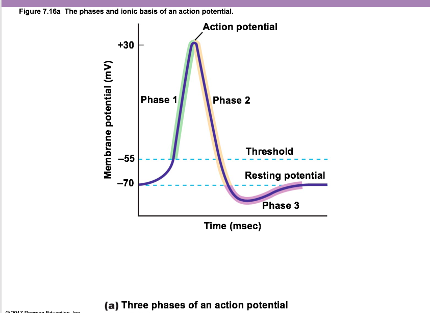 Solved describe fig. explain the phase and ionic basis of an | Chegg.com