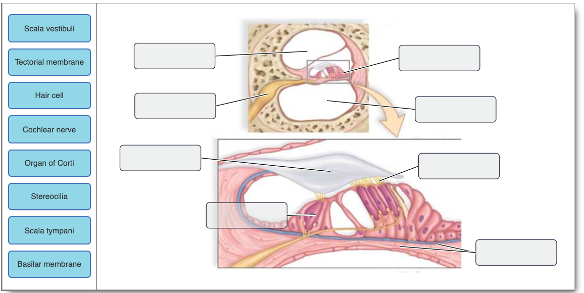 Solved This schematic shows an enlargement of the organ of 