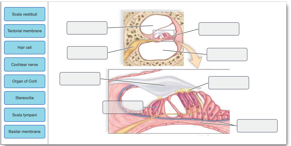 basilar membrane hair cells