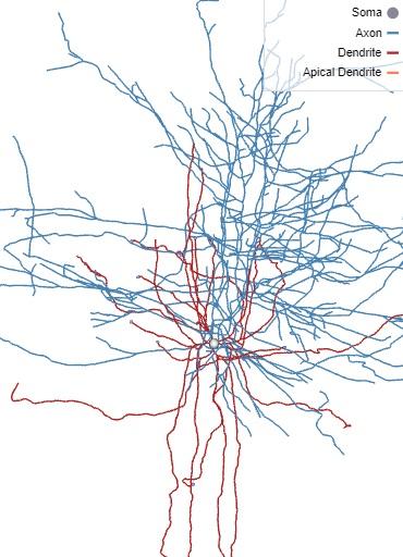 Solved Neuron Morphology / Neuroscience Based on the | Chegg.com