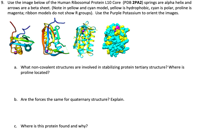 Solved Use the image below of the Human Ribosomal Protein | Chegg.com