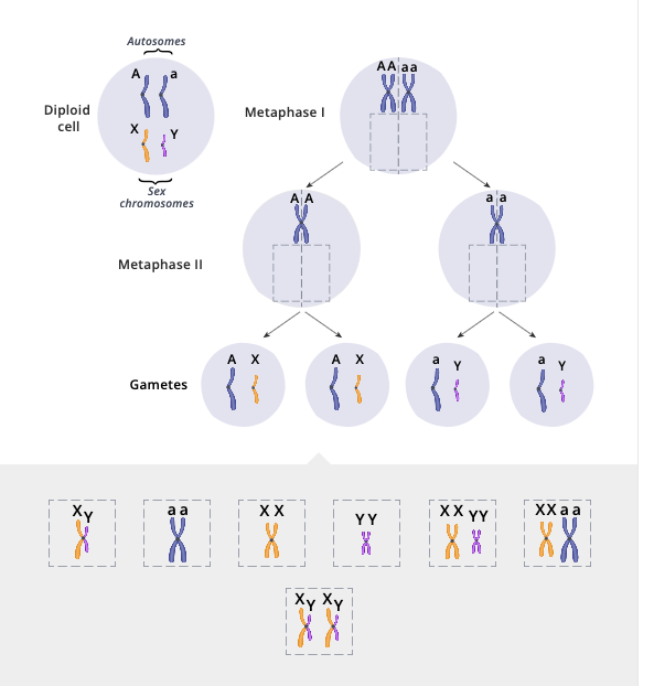 Drag the X and Y chromosomes to the drawings below, | Chegg.com