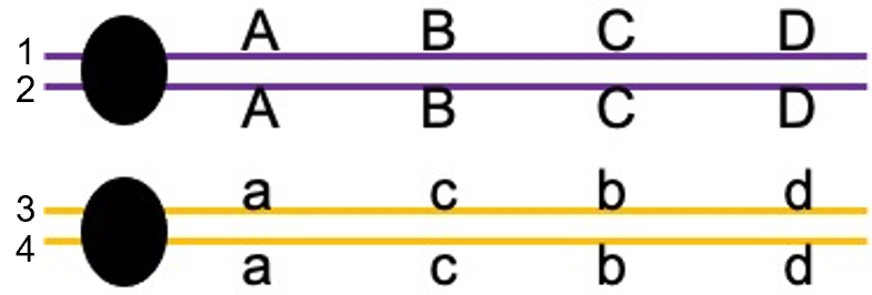 Solved Consider the paracentric inversion diagramed below | Chegg.com