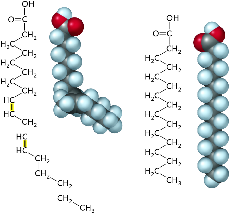 Solved The molecules shown are ________. The difference in | Chegg.com