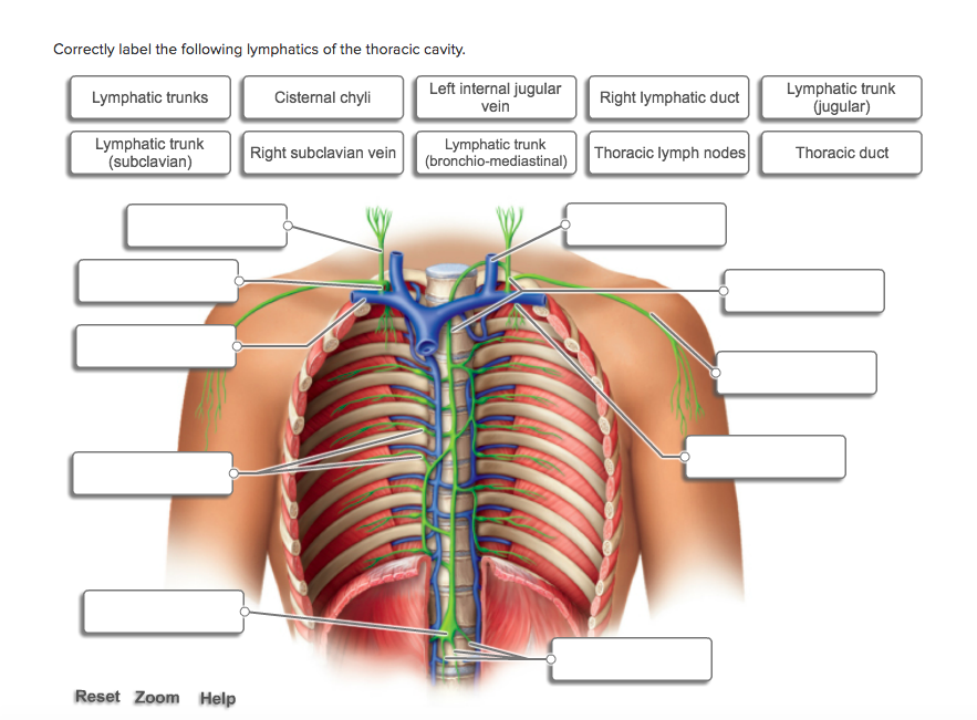 Solved: Correctly Label The Following Lymphatics Of The Th... | Chegg.com
