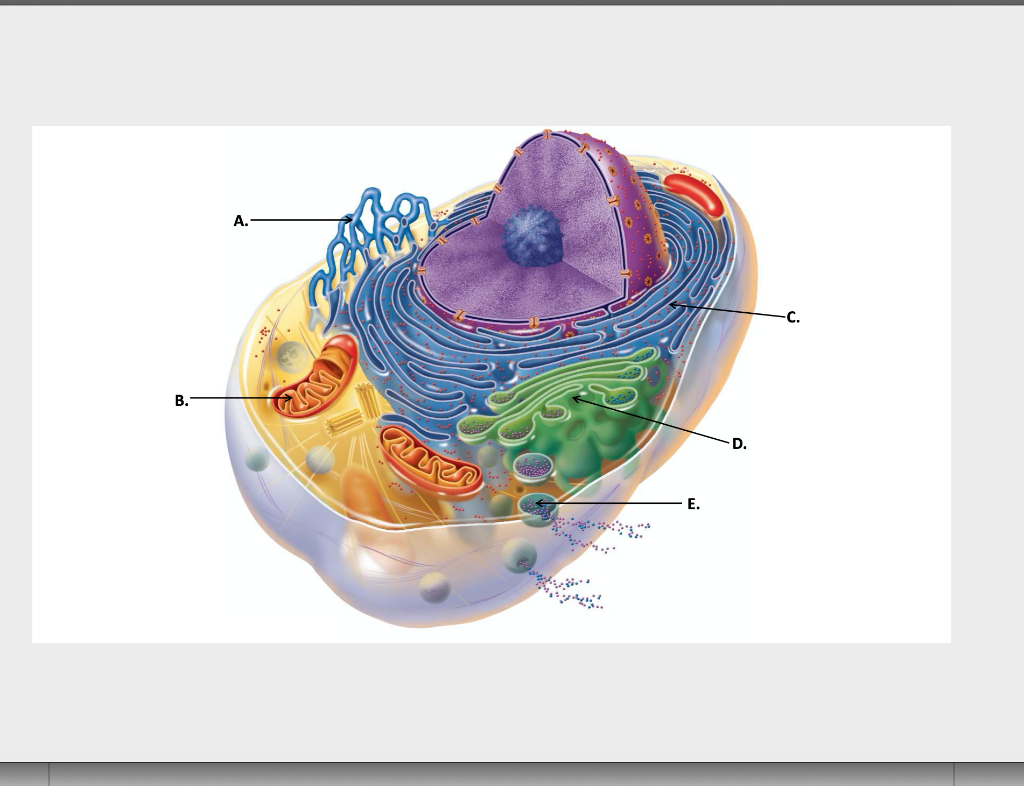 Solved Question 2 10 pts Use the diagram to match the | Chegg.com