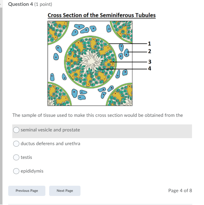 seminiferous tubules cross section