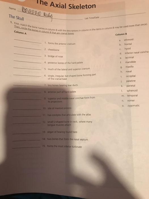 The Axial Skeleton Review Sheet Exercise 10 Answers - ExerciseWalls