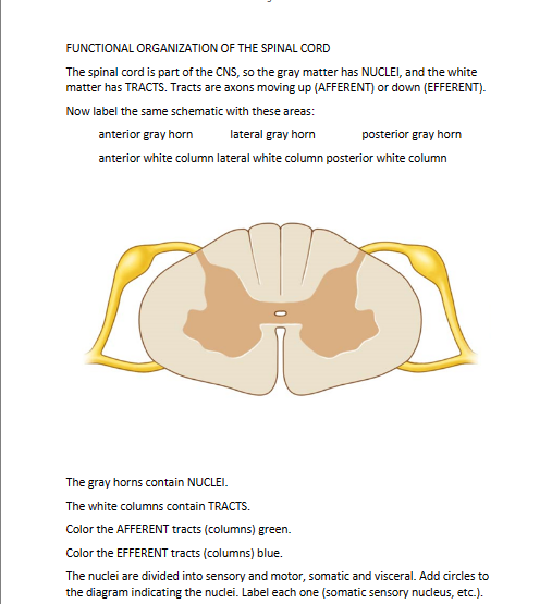 Solved FUNCTIONAL ORGANIZATION OF THE SPINAL CORD The spinal