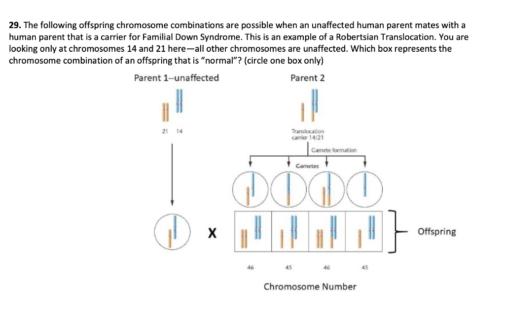 Solved 29. The following offspring chromosome combinations