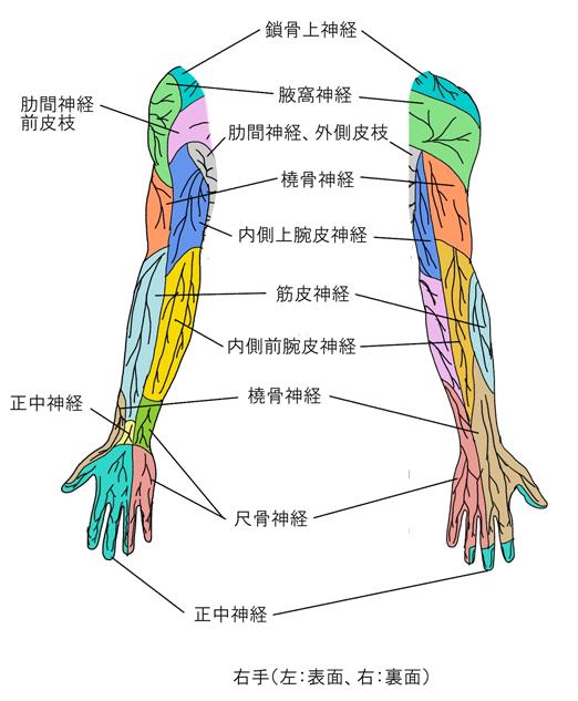 解剖学 神経系 Flashcards Chegg Com