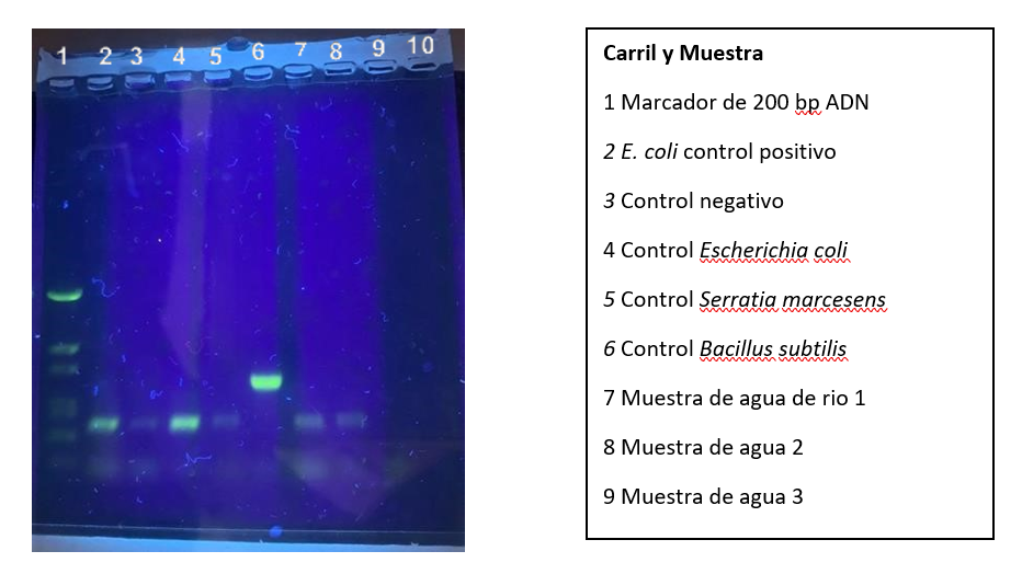 \begin{tabular}{|l|}
\hline Carril y Muestra \\
1 Marcador de 200 bp ADN \\
2 E. coli control positivo \\
3 Control negativo 