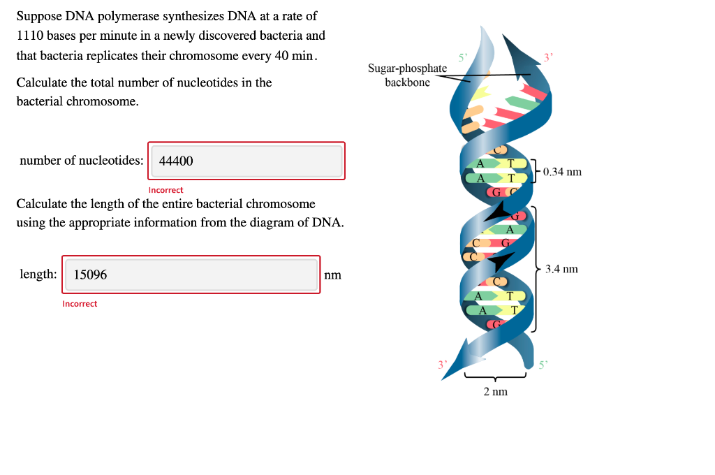 Solved Suppose DNA polymerase synthesizes DNA at a rate of | Chegg.com