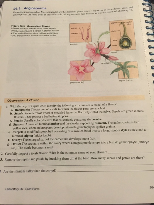Solved 26.3 Angiosperms Flowering plants (phylum Ma gandee | Chegg.com