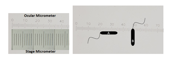 Solved 4. You have some bacterial samples which you need | Chegg.com