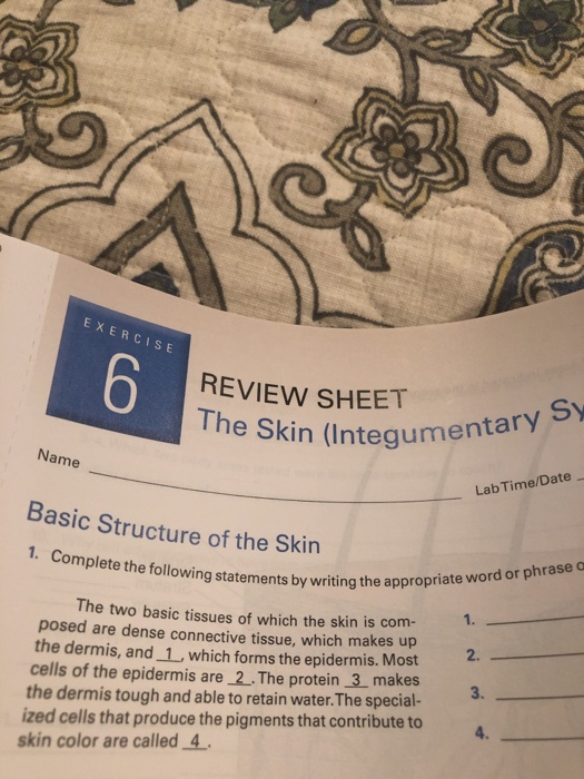 exercise-6-review-sheet-the-skin-integumenta-n-chegg