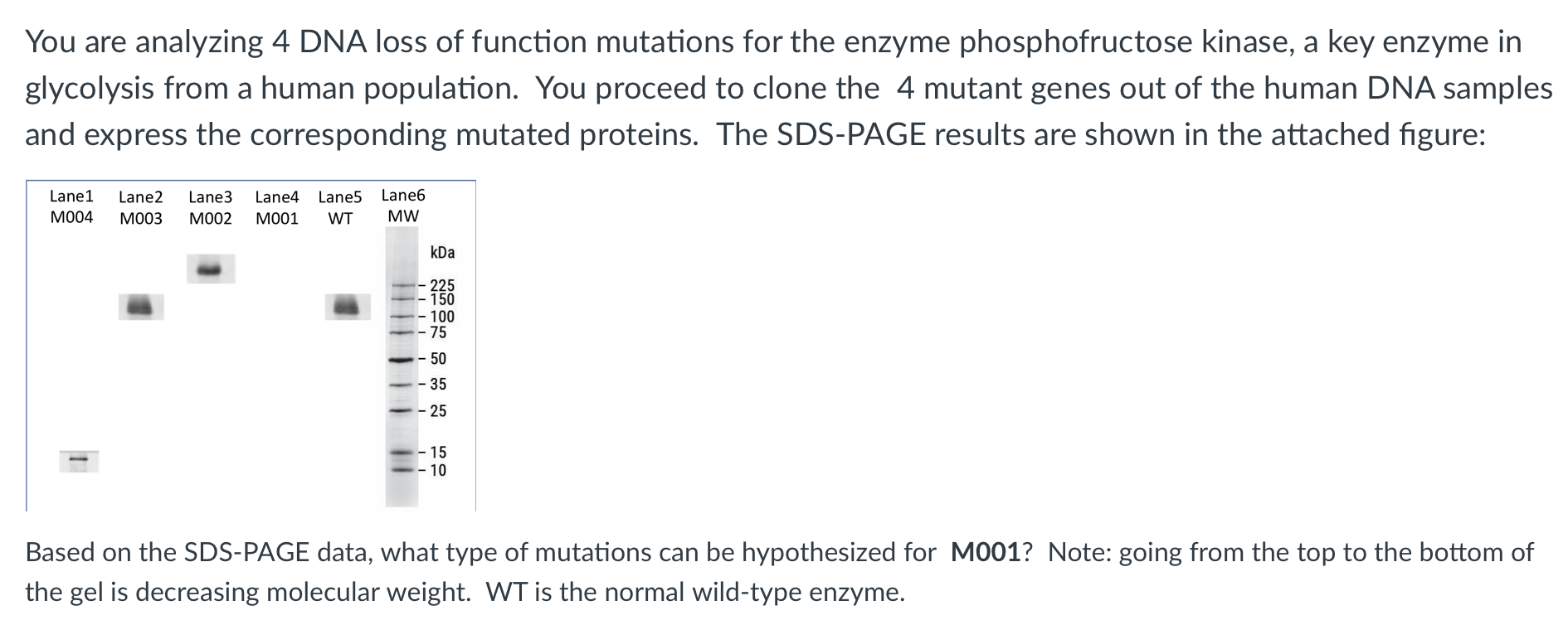 Solved Answers: A. frame shift mutation B. missense | Chegg.com