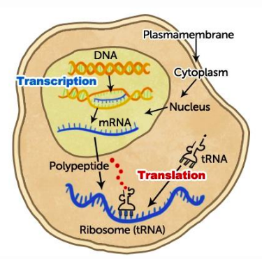 Solved 1. The pedigree below shows how a physical trait | Chegg.com