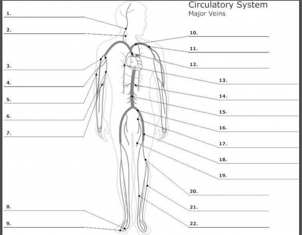 33 Label Circulatory System - Labels For Your Ideas