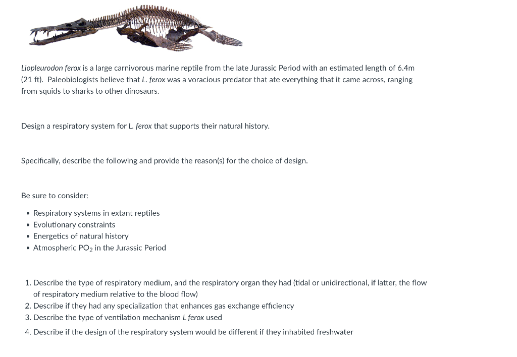Liopleurodon ferox is a large carnivorous marine reptile from the late Jurassic Period with an estimated length of \( 6.4 \ma