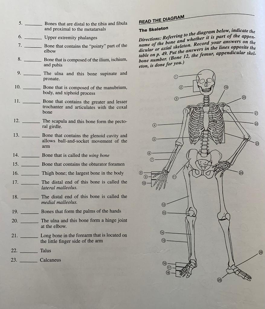 Solved FIG. 8.1 Skeleton. Axial Skeleton (pink) And | Chegg.com