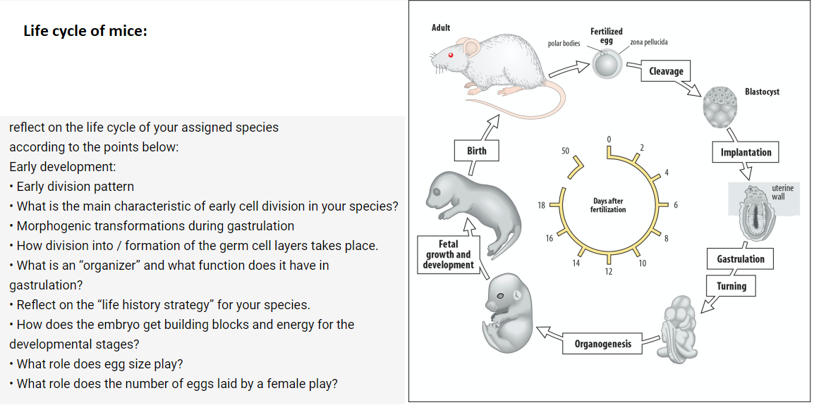 The Life Expectancy of Mice