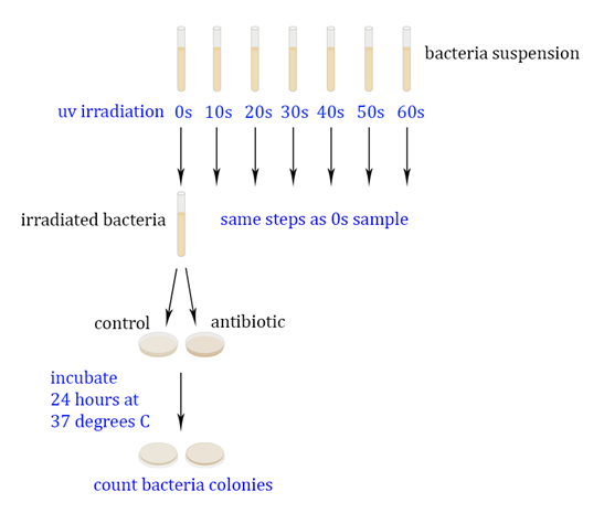 Solved incubate24 ﻿hours at37 ﻿degrees Ccount bacteria | Chegg.com