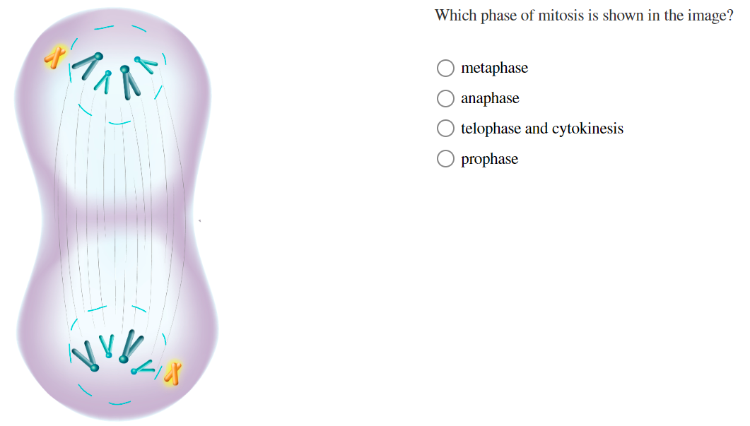 Mitosis Prophase Metaphase Anaphase Telophase