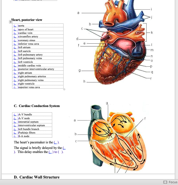 Solved Heart Posterior View Aorta Apex Of Heart Cardiac