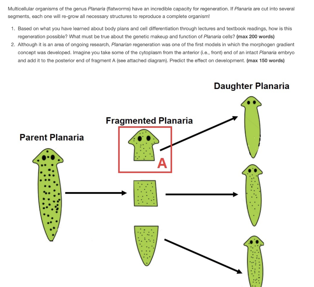 regeneration of planaria