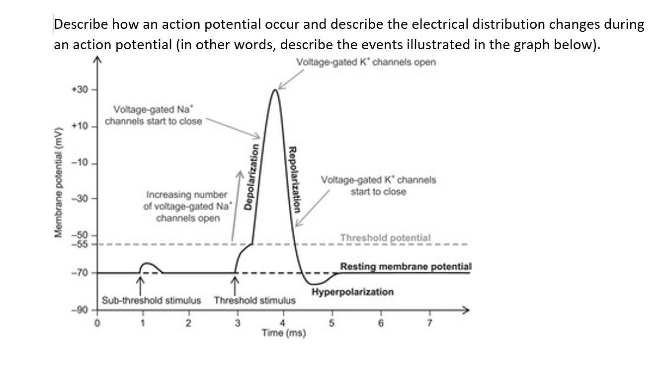 Solved Describe how an action potential occur and describe | Chegg.com