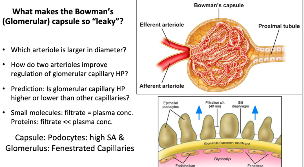 Solved Bowman's capsule What makes the Bowman's (Glomerular)