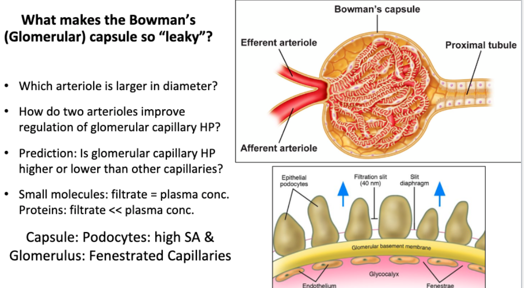 solved-bowman-s-capsule-what-makes-the-bowman-s-glomerular-chegg