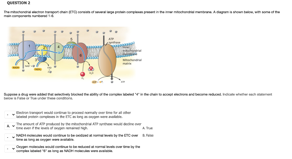 Solved QUESTION 2 The mitochondrial electron transport chain | Chegg.com