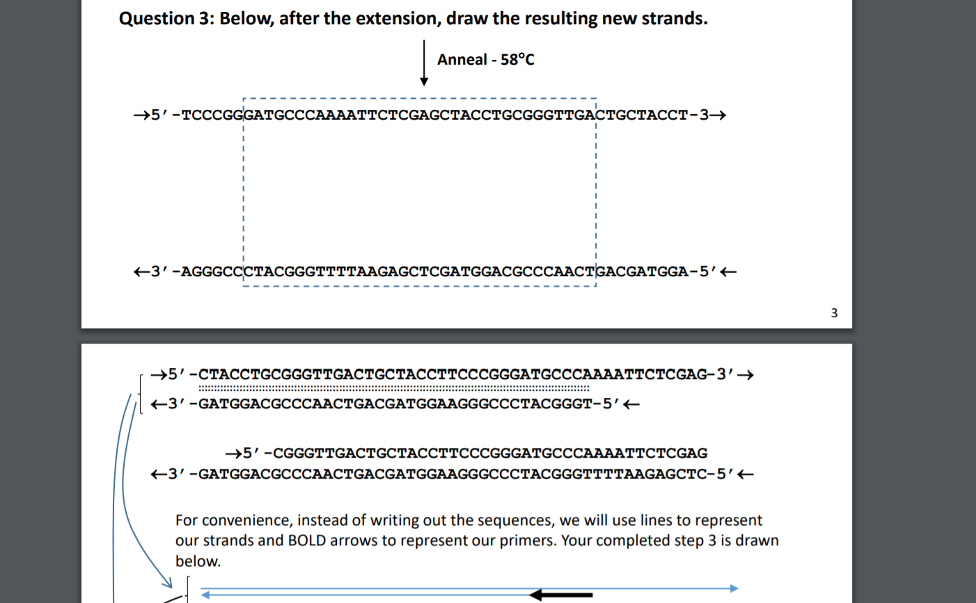 Solved PCR biology question. Here below is the DNA Chain | Chegg.com