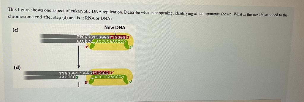 Solved This figure shows one aspect of eukaryotic DNA | Chegg.com