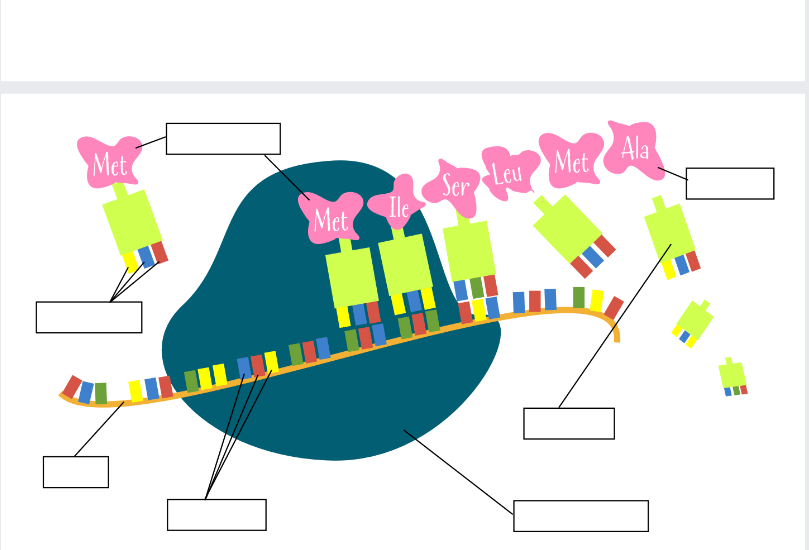 DNA is the blueprint of life. Your genetic code | Chegg.com