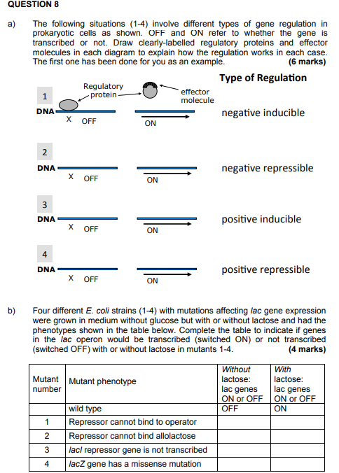 Positive Gene Regulation In Prokaryotes