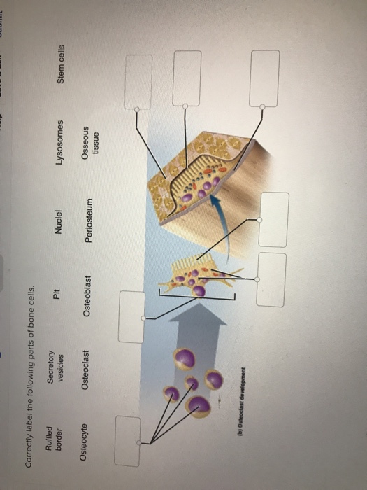 Solved Correctly label the following parts of bone cells. | Chegg.com