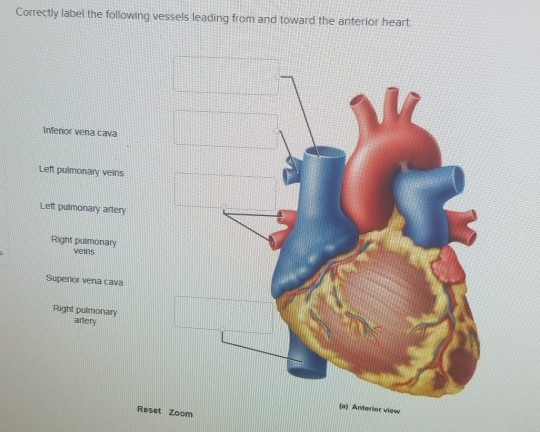 Solved Correctly label the following vessels leading from | Chegg.com