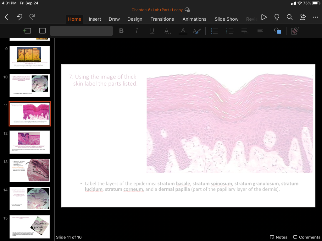 Solved 4:31 PM Fri Sep 24 75% Chapter+6+Lab+Part+1 copy
