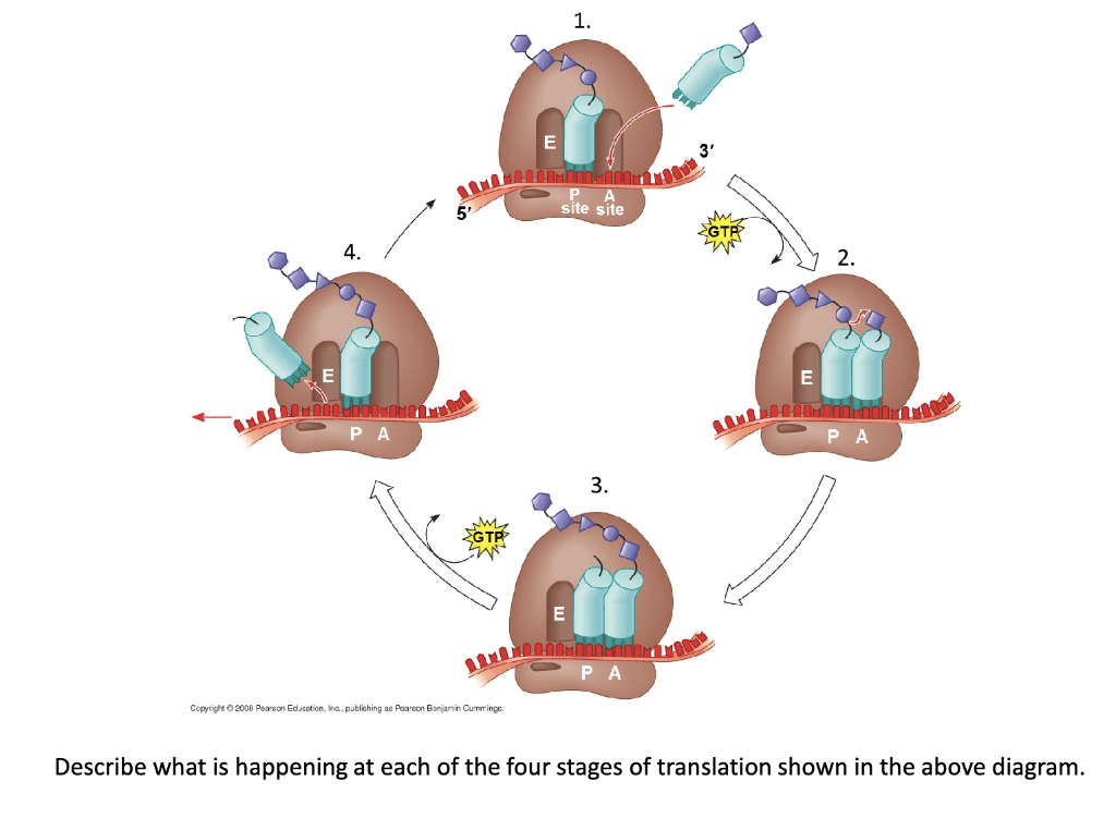 solved-describe-what-is-happening-at-each-of-the-four-stages-chegg