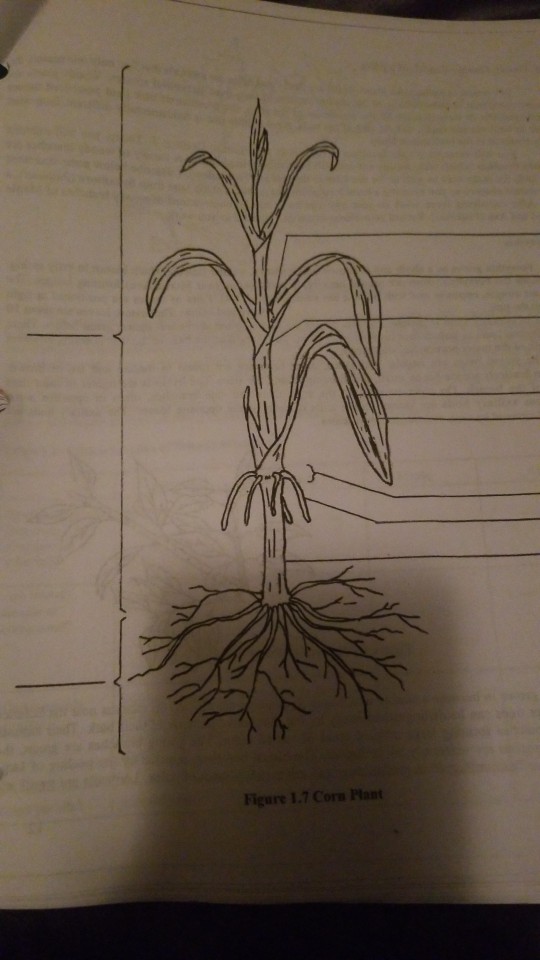 Corn Labeled Parts Of Plant 