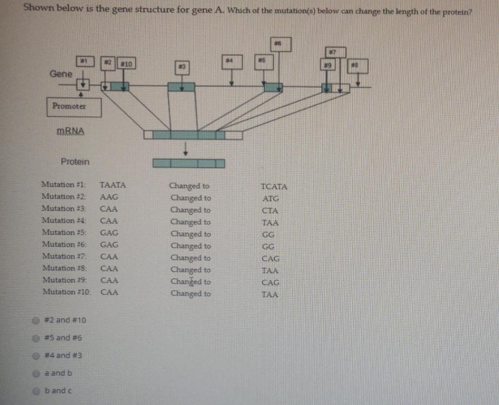 Solved Shown below is the gene structure for gene A. Which | Chegg.com