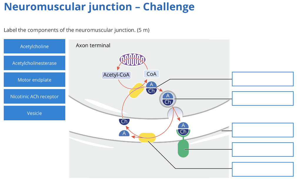 Solved Neuromuscular junction - Challenge Label the | Chegg.com